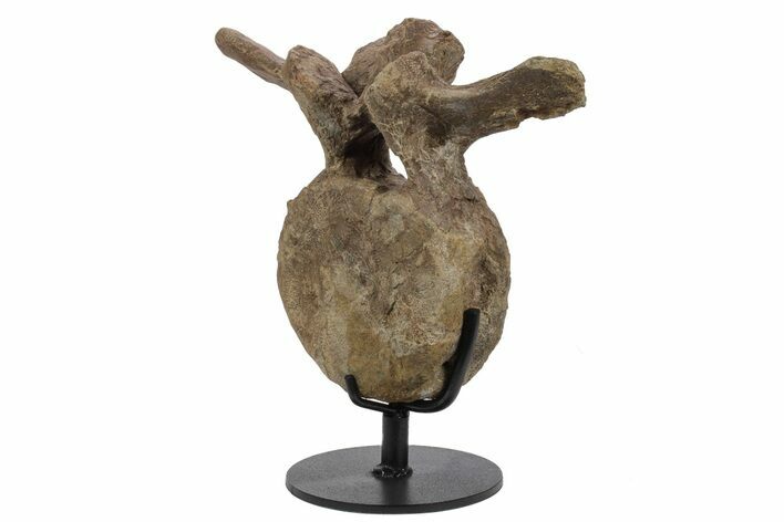 Triceratops Caudal Vertebra on Metal Stand - Wyoming #242360